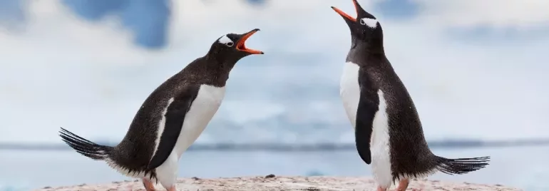 Two penguins standing face to face on a snowy landscape.